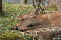 子鹿眠眠