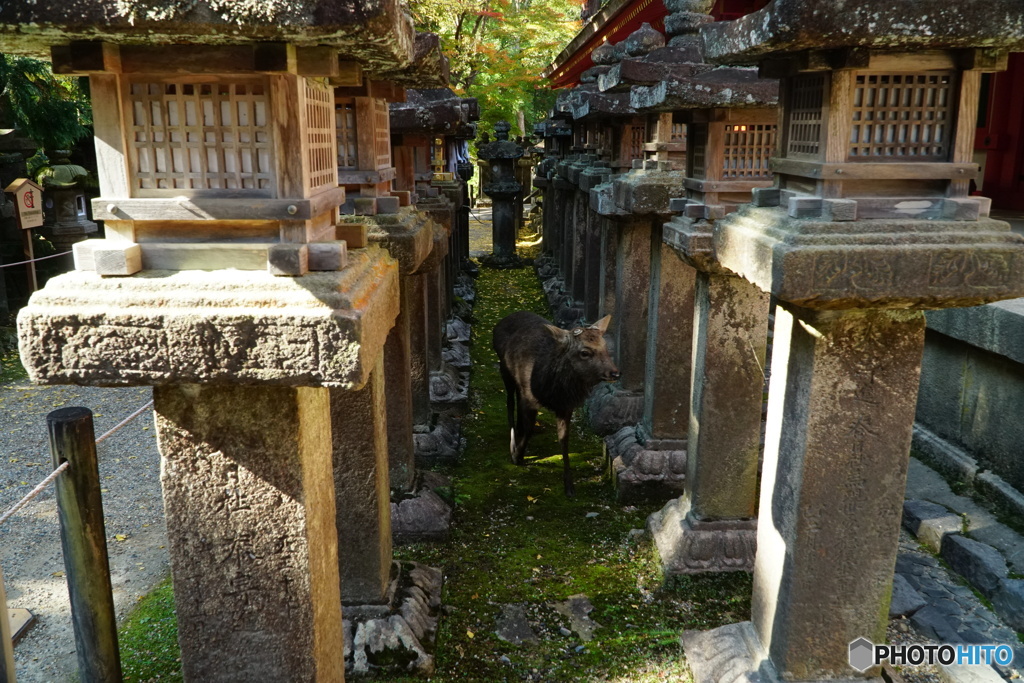 神使が通る