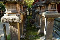 神使が通る