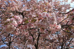 小さな八重桜