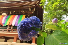 蒼紫陽花