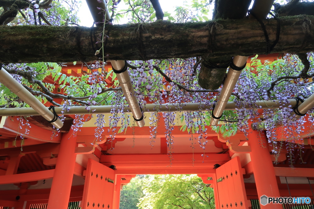 神域の藤花