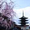 京都の春