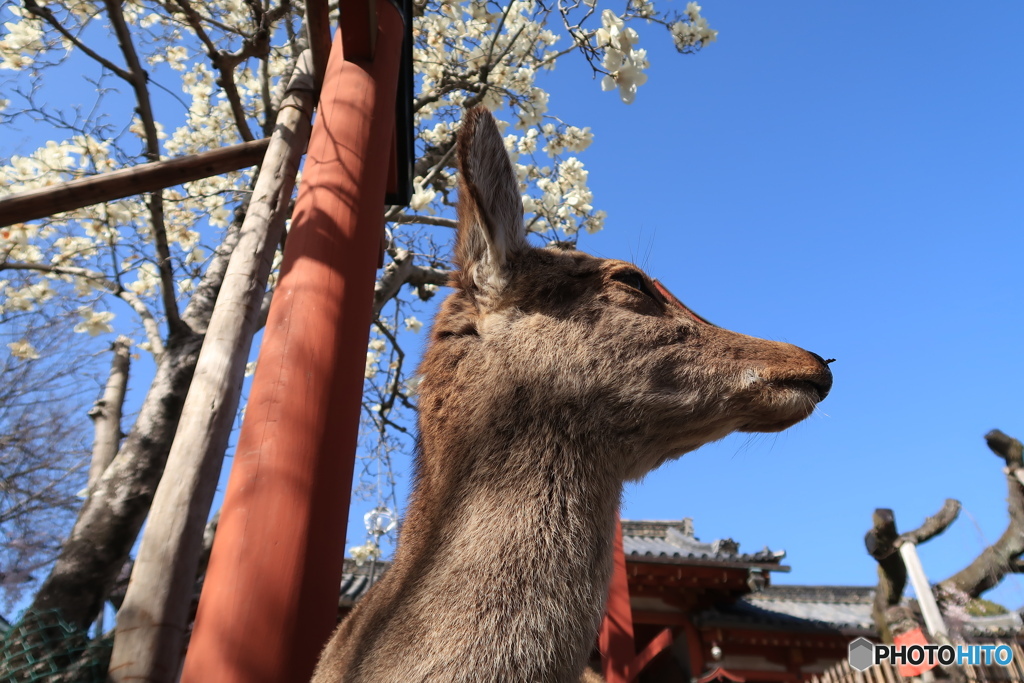 鹿とハクモクレン　