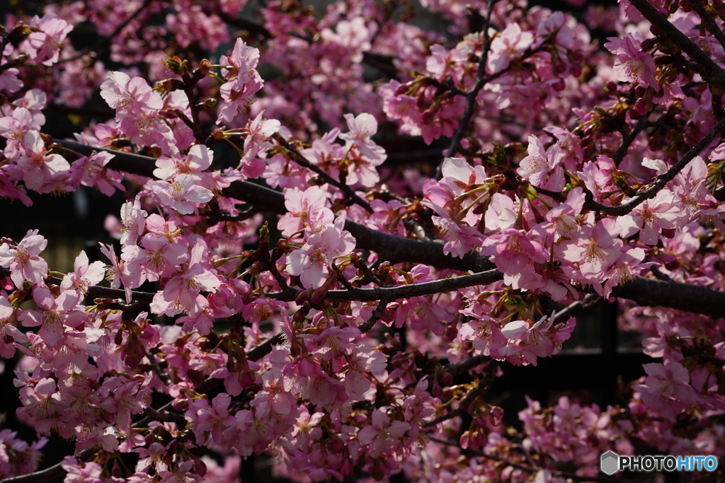 桜花乱舞