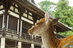 東大寺三月堂と鹿さん