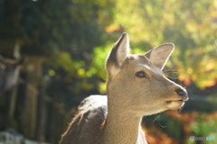 柔らかな陽射し