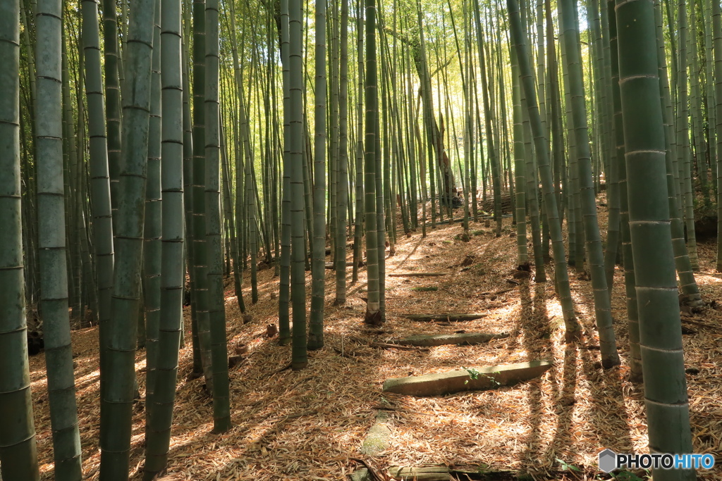 木漏れ日の下