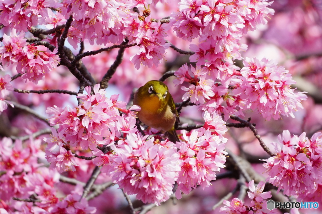 桜花に包まれて