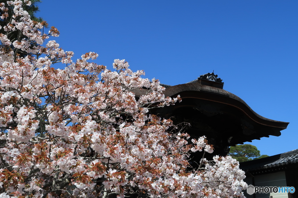 御室仁和寺１