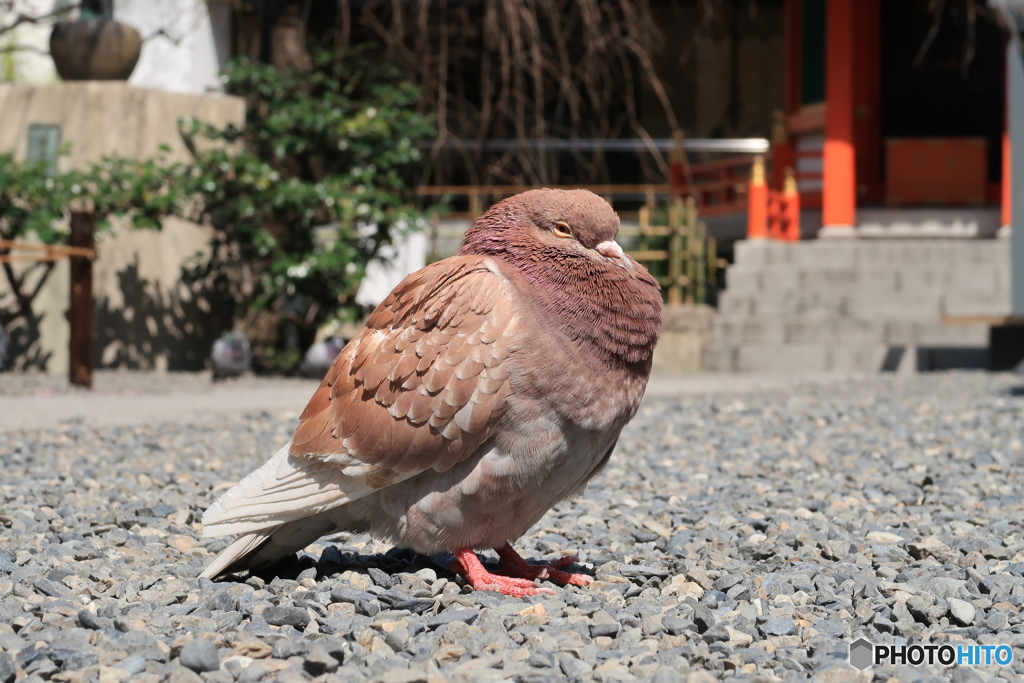 ふくら鳩