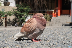 ふくら鳩