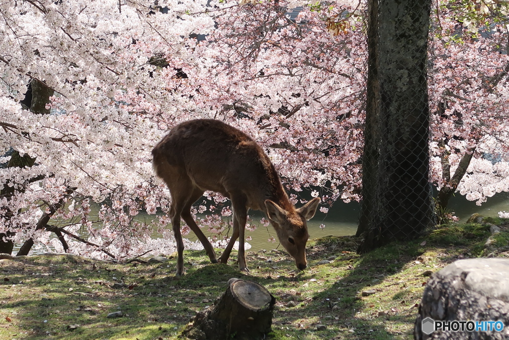 桜幕
