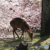 桜幕
