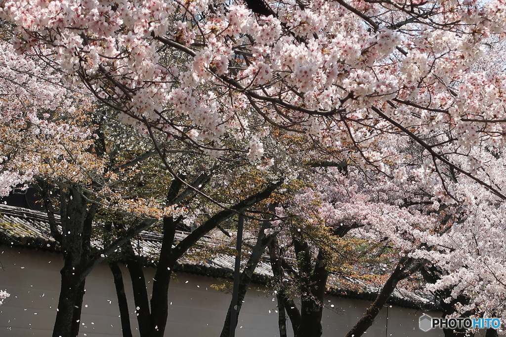 花吹雪