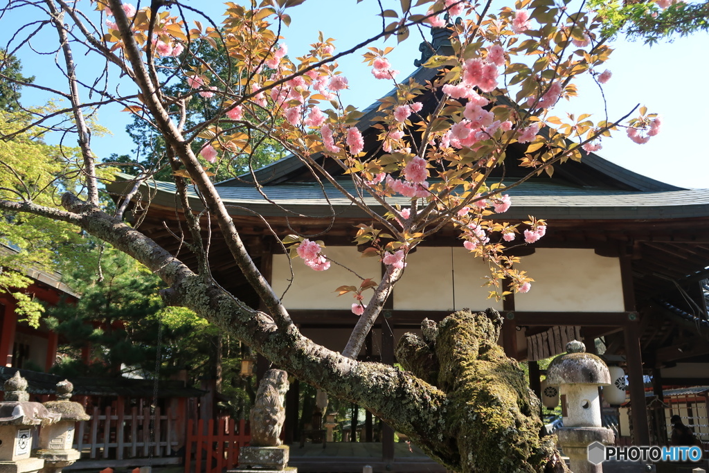 古社の桜
