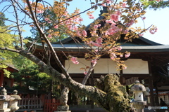 古社の桜