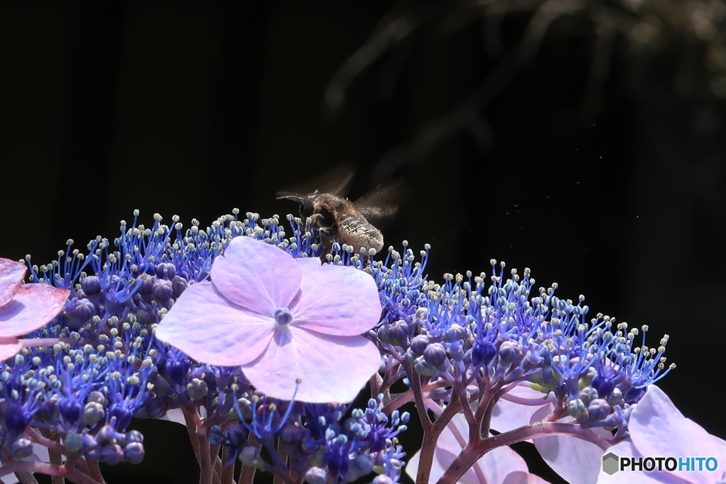 額紫陽花ブンブン