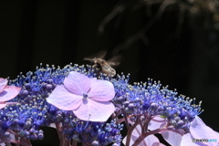 額紫陽花ブンブン