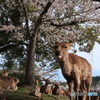 勢揃い
