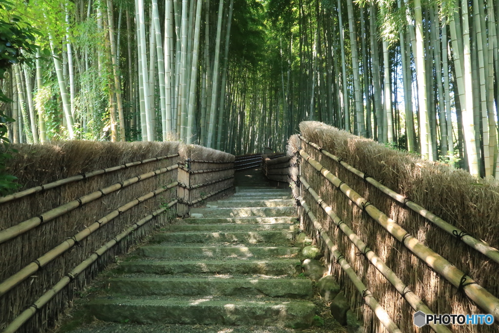 竹林の路その１