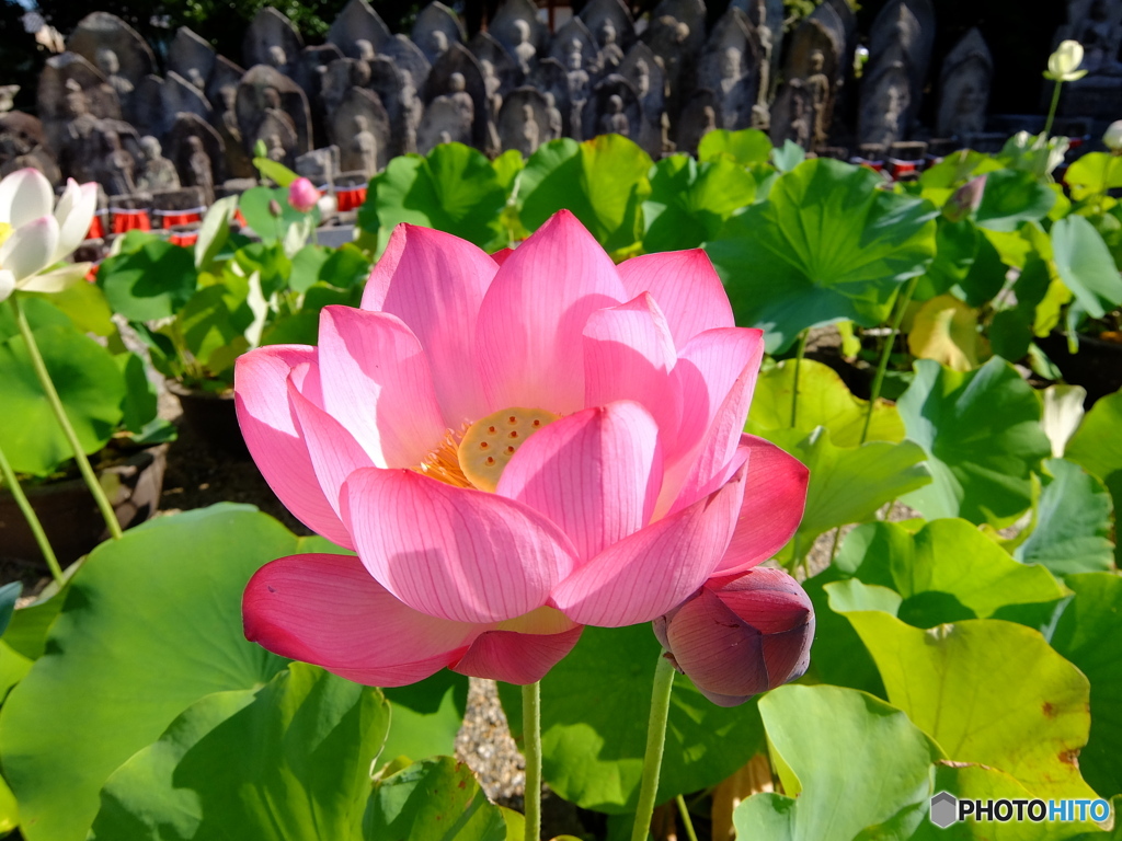 赤蓮花