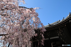 京都立本寺