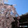 京都立本寺