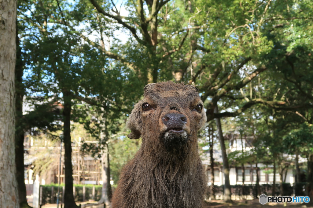 ロクさん近影