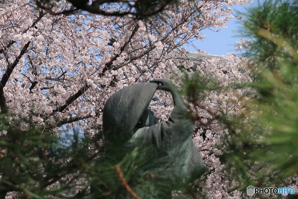 等伯、桜を愛でる