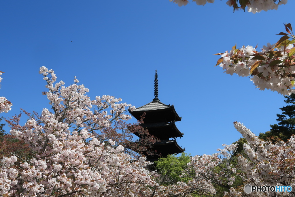 桜に囲まれて。