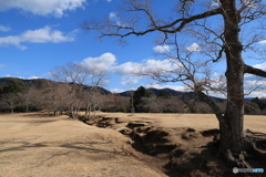 冬の飛火野