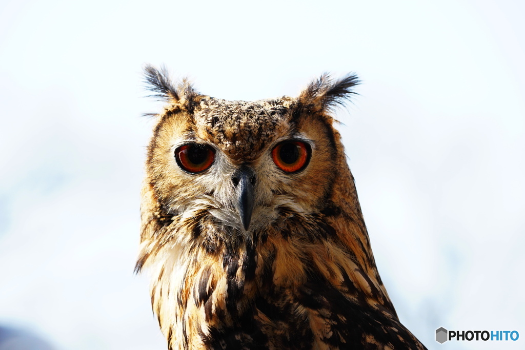ワシミミズクかな？鋭い眼差し