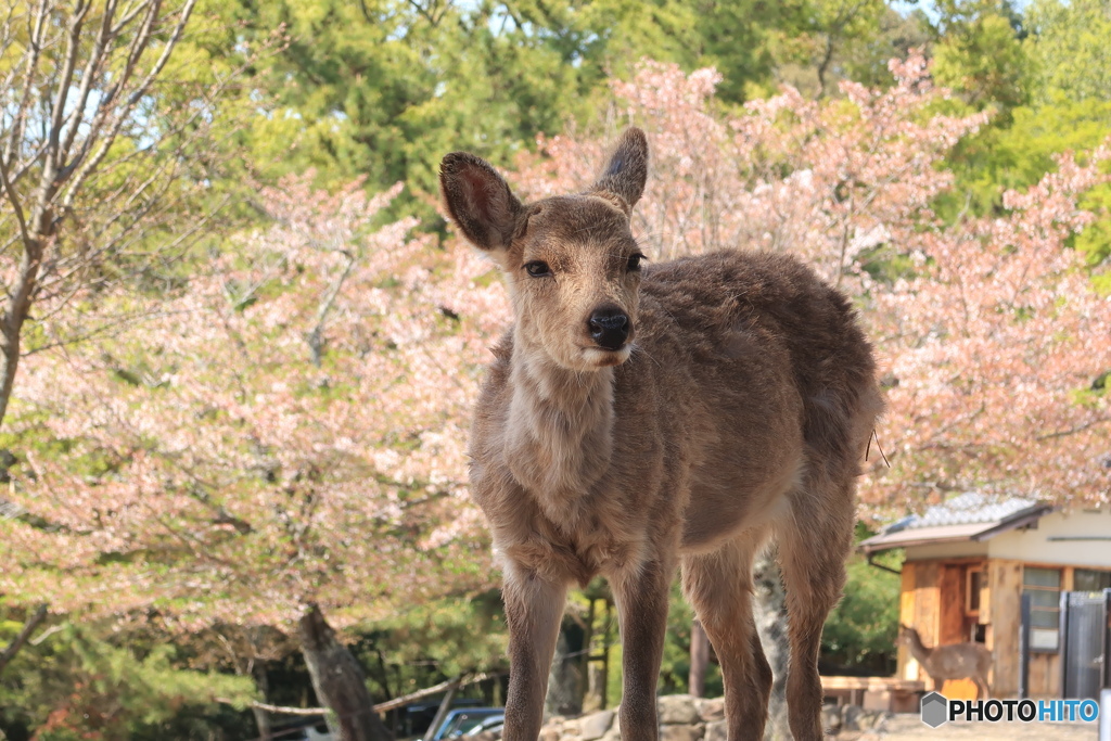 葉桜の季節