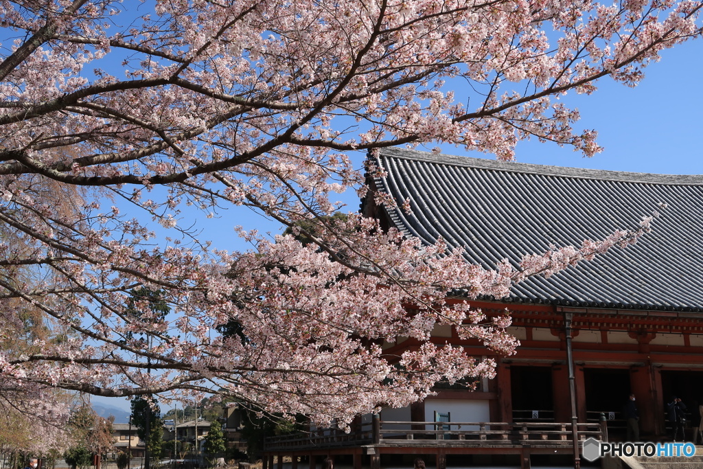 金堂の春