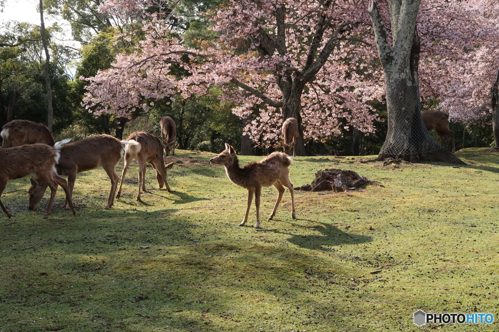 桜花と女鹿