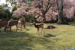 桜花と女鹿