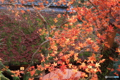 縮れ紅葉