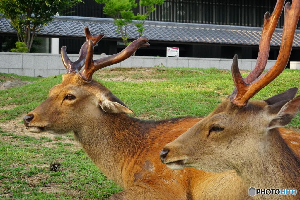 鹿角それぞれ