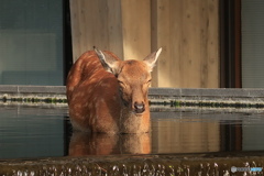いい湯だな
