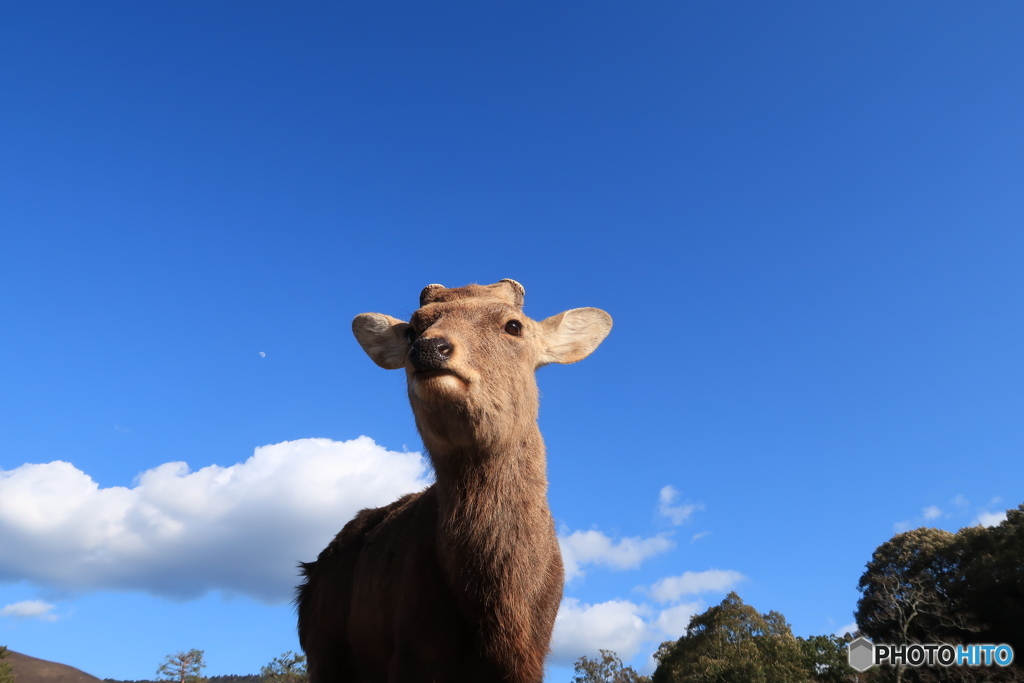 鹿と青空