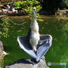 ハイ　ポーズ