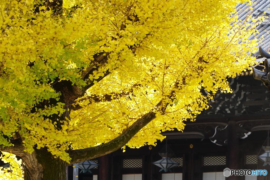 東本願寺大銀杏
