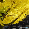 東本願寺大銀杏