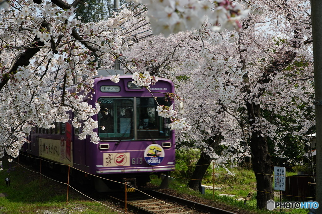 桜トンネル