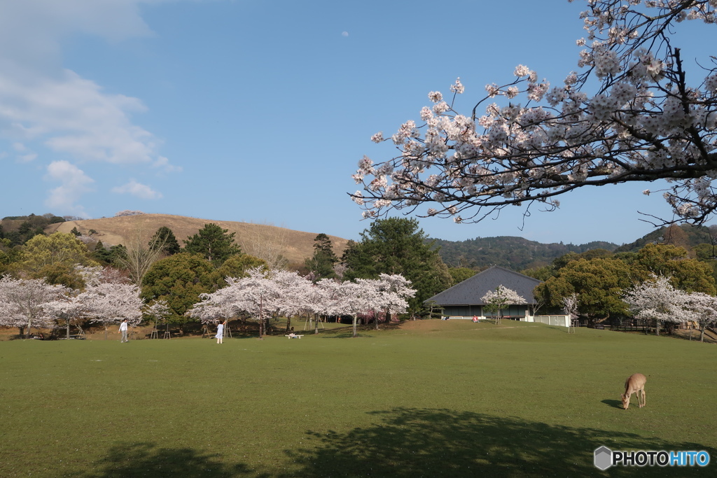 春日野園地の春