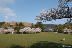 春日野園地の春