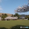 春日野園地の春