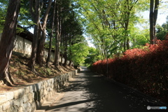 東福寺側道