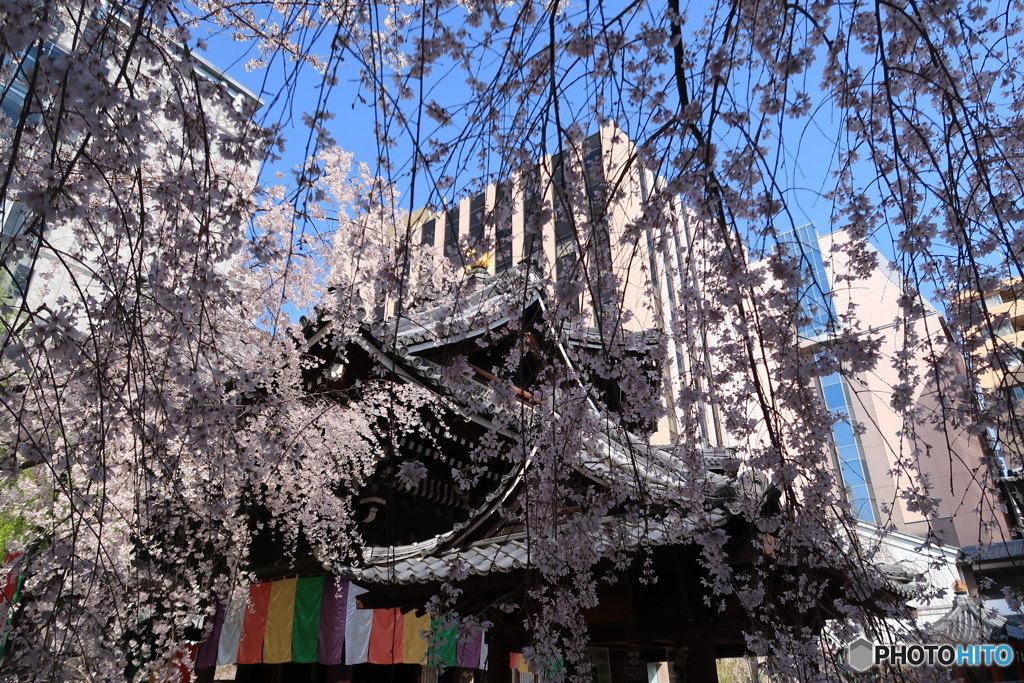 桜のカーテン